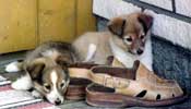 Ansu and her sister Muru (Angelbaby) aged 6 weeks in 1983