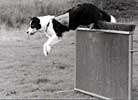 Wanda retrieving over high jump