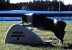 Hulda at flyball