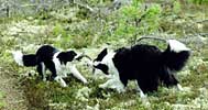 Inka and Hippu having a play