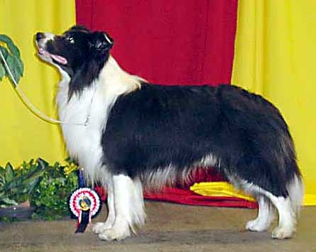 Ch Maccabee Blue Peter winning Best in Show in Hollola