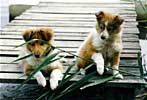 Jasmi and Lilli enjoying summer 1989