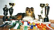 Lulu after winning Sheltie of the Year 1995