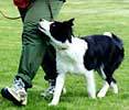 Hippu at heel work at 6 months of age